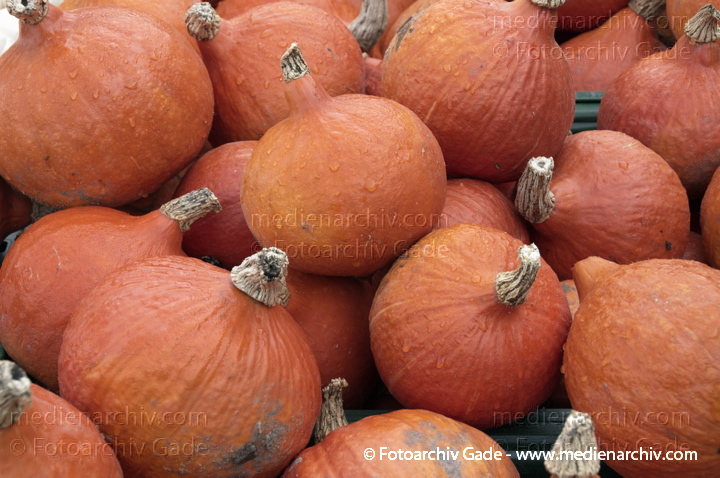Kürbisse (Cucurbita)
4. 11. 2012. Brandenburg.Linum. Hofladen. Kürbisse
Schlüsselwörter: 2012;Brandenburg;Cucurbita;Flora;Gemüse;Hofladen;Kürbisse;Linum;Natur;Pflanzen;plants