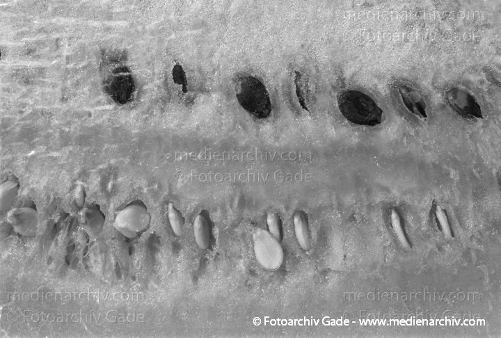 Pflanzen. Obst. Melone
1997. Flora. Pflanzen. Obst. Melone
Schlüsselwörter: 1997;Flora;Melone;Natur;Obst;Pflanzen;plants