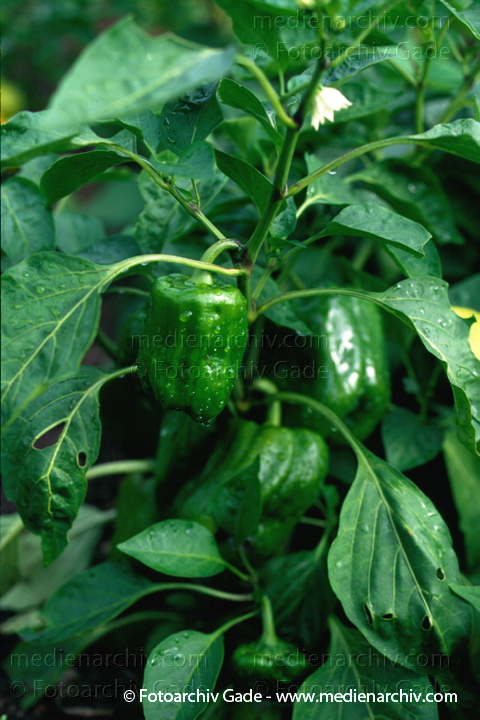 Paprika (Capsicum)
1997.  Mecklenburg-Vorpommern. Flora. Pflanzen. Gemüse. Paprika (Capsicum spec.).   Nachtschattengewächse (Solanaceae).
Schlüsselwörter: 1997;Capsicum;Flora;Mecklenburg-Vorpommern;Natur;Paprika;Pflanze;Pflanzen;plants