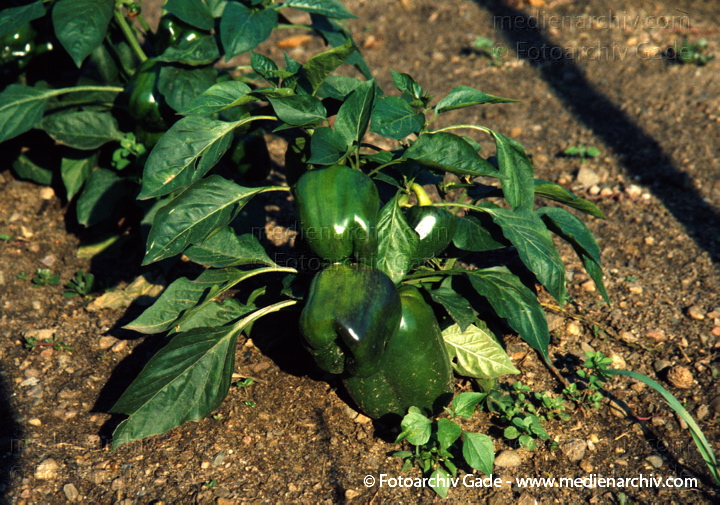 Paprika (Capsicum)
1999.  Mecklenburg-Vorpommern. Carwitz. Flora. Pflanzen. Gemüse. Paprika (Capsicum spec.).   Nachtschattengewächse (Solanaceae).
Schlüsselwörter: 1999;Capsicum;Carwitz;Deutschland;Flora;Gemüse;Mecklenburg-Vorpommern;Natur;Paprika;Pflanze;Pflanzen;plants