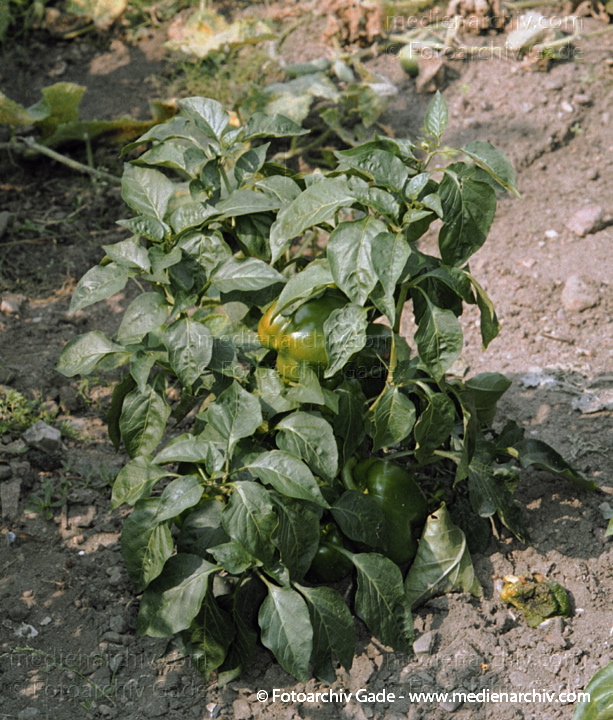 Paprika (Capsicum)
24. August 2002.  Mecklenburg-Vorpommern. Carwitz. Flora. Pflanzen. Gemüse. Grüner Paprika (Capsicum spec.).   Nachtschattengewächse (Solanaceae)
Schlüsselwörter: 2002;Capsicum;Capsicum...;Deutschland;Flora;Gemüse;Grüner Paprika;Mecklenburg-Vorpommern;Natur;Paprika;Pflanzen;plants