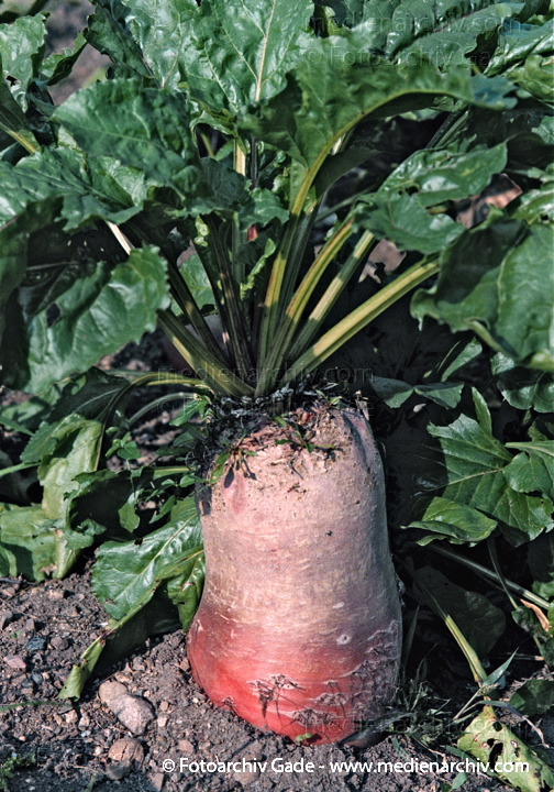 Futterrübe (Beta vulgaris subsp. vulgaris, Crassa-Gruppe) auch Runkelrübe
1998.  Mecklenburg-Vorpommern. Flora. Pflanzen. Gemüse. Futterrübe (Beta vulgaris subsp. vulgaris, Crassa-Gruppe) auch Runkelrübe
Schlüsselwörter: 1998;Deutschland;Flora;Gemüse;Mecklenburg-Vorpommern;Natur;Pflanzen;plants