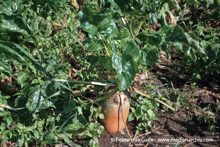 Futterrübe (Beta vulgaris subsp. vulgaris, Crassa-Gruppe) auch Runkelrübe
2003. Meckenburg-Vorpommern. Carwitz. Flora. Pflanze. Futterrübe (Beta vulgaris subsp. vulgaris, Crassa-Gruppe) auch Runkelrübe
Schlüsselwörter: 2003;Ackerbau;Brassica napus;Flora;Futter;Gemüse;KreuzBlütegewächs;Landwirtschaft;Natur;Pflanze;Pflanzen;plants;Steckrübe