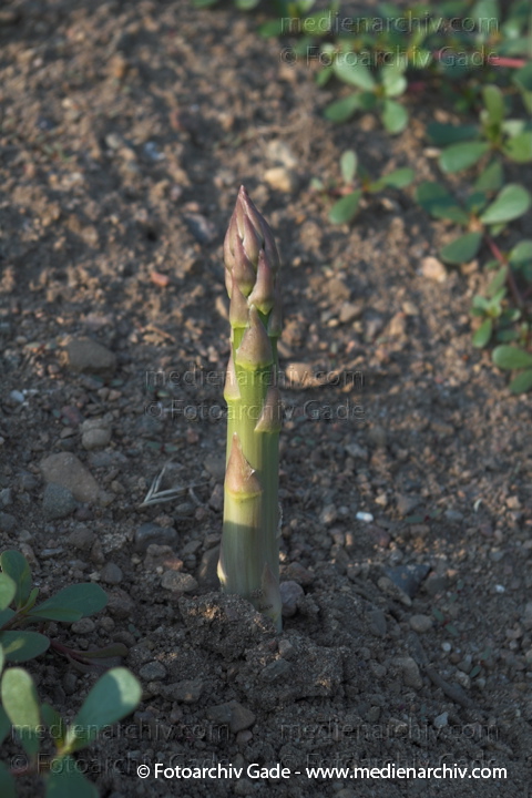 Spargel (Asparagus)
21. 6. 2006. Mecklenburg-Vorpommern. Carwitz.   Flora. Pflanzen. Gemüse. Liliengewächse. Spargel  (Asparagus officinalis)
Schlüsselwörter: 2006;Asparagus;Asparagus officinalis;Carwitz;Feldberger Seengebiet;Flora;Gemüse;Liliengewächse;Mecklenburg-Vorpommern;Natur;Pflanze;Pflanzen;plants;Spargel