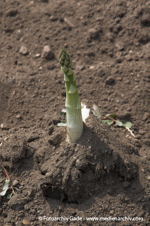 Spargel (Asparagus)
21. 6. 2006. Mecklenburg-Vorpommern. Carwitz.   Flora. Pflanzen. Gemüse. Liliengewächse. Spargel  (Asparagus officinalis)
Schlüsselwörter: 2006;Asparagus;Asparagus officinalis;Carwitz;Feldberger Seengebiet;Flora;Gemüse;Liliengewächse;Mecklenburg-Vorpommern;Natur;Pflanze;Pflanzen;plants;Spargel