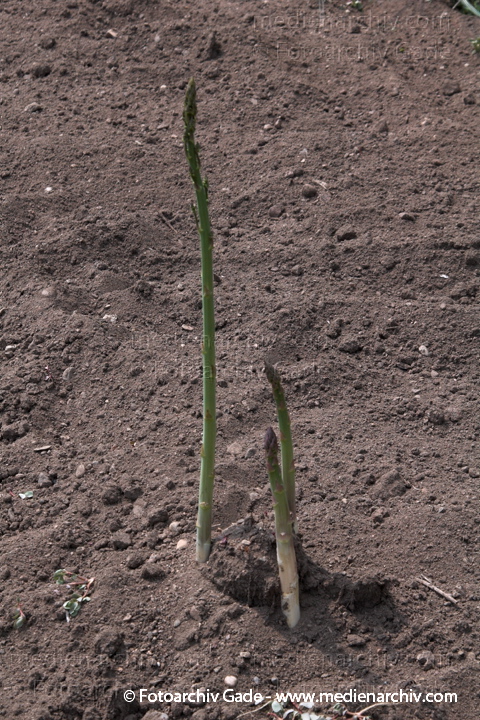 Spargel (Asparagus)
21. 6. 2006. Mecklenburg-Vorpommern. Carwitz.   Flora. Pflanzen. Gemüse. Liliengewächse. Spargel  (Asparagus officinalis)
Schlüsselwörter: 2006;Asparagus;Asparagus officinalis;Carwitz;Feldberger Seengebiet;Flora;Gemüse;Liliengewächse;Mecklenburg-Vorpommern;Natur;Pflanze;Pflanzen;plants;Spargel