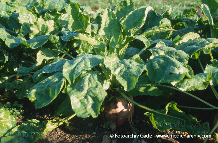 Gemüsebeet. Rote Rübe
1996. Garten. Gemüsebeet. Flora. Pflanzen. Rote Rübe. Steckrübe
Schlüsselwörter: 1996;Flora;Garten;Gemüse;Natur;Pflanzen;plants;Rübe;Steckrübe
