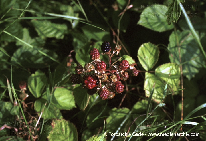 Strauch. Brombeeren (Rubus sectio Rubus)
August 2001.  Flora. Pflanzen. Strauch. Sträucher. Brombeeren (Rubus fruticosus agg.).   Rosengewächse (Rosaceae).
Schlüsselwörter: 2001;Brombeere;Flora;Natur;Obst;Pflanzen;plants;Rubus fruticosus;Strauch;Sträucher