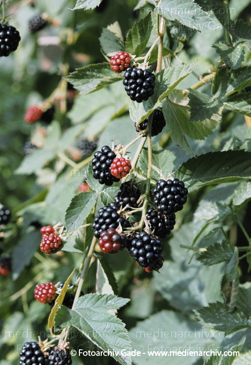 Strauch. Brombeeren (Rubus sectio Rubus)
24. August 2002.  Mecklenburg-Vorpommern. Carwitz. Flora. Pflanzen. Strauch. Sträucher. Brombeere (Rubus fruticosus agg.).   Rosengewächse (Rosaceae)
Schlüsselwörter: 2002;Brombeere;Deutschland;Flora;Gelee;Mecklenburg-Vorpommern;Natur;Obst;Pflanze;Pflanzen;plants;Rubus fruticosus;Saft;Strauch;Sträucher