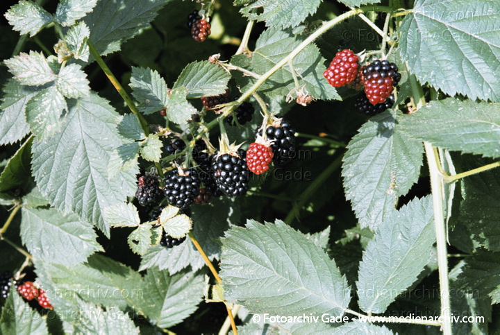 Strauch. Brombeeren (Rubus sectio Rubus)
24. August 2002.  Mecklenburg-Vorpommern. Carwitz. Flora. Pflanzen. Strauch. Sträucher. Brombeere (Rubus fruticosus agg).   Rosengewächse (Rosaceae)
Schlüsselwörter: 2002;Brombeere;Deutschland;Flora;Gelee;Mecklenburg-Vorpommern;Natur;Obst;Pflanzen;plants;Rubus fruticosus;Saft;Strauch;Sträucher