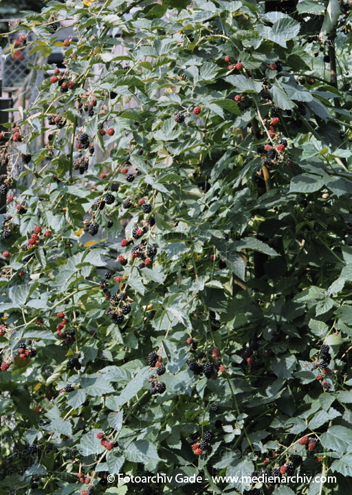 Strauch. Brombeeren (Rubus sectio Rubus)
24. August 2002.  Mecklenburg-Vorpommern. Carwitz. Flora. Pflanzen. Strauch. Sträucher. Brombeere (Rubus fruticosus agg.).   Rosengewächse (Rosaceae)
Schlüsselwörter: 2002;Brombeere;Deutschland;Flora;Gelee;Mecklenburg-Vorpommern;Natur;Obst;Pflanze;Pflanzen;plants;Rubus fruticosus;Saft;Strauch;Sträucher
