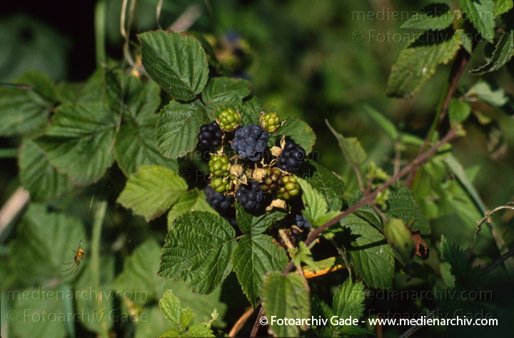 Strauch. Brombeeren (Rubus sectio Rubus)
1994. Strauch. Brombeeren. Obst. Früchte
Schlüsselwörter: Brombeeren;Flora;Früchte;Natur;Obst;Pflanzen;plants;Strauch;Sträucher
