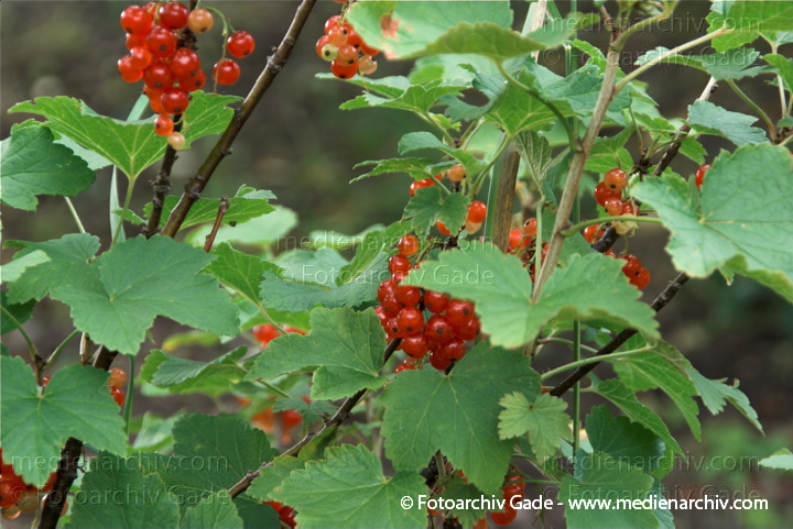 Strauch. Johannisbeeren (Ribes)
6. 7. 2010. Mecklenburg-Vorpommern. Carwitz. Flora. Pflanzen. Strauch. Sträucher. Johannisbeeren. Früchte. Frucht
Schlüsselwörter: 2010;Carwitz;Feldberger Seenlandschaft;Flora;Frucht;Früchte;Johannisbeeren;Mecklenburg-Vorpommern;Natur;Obst;Pflanzen;plants;Ribes;Strauch;Sträucher
