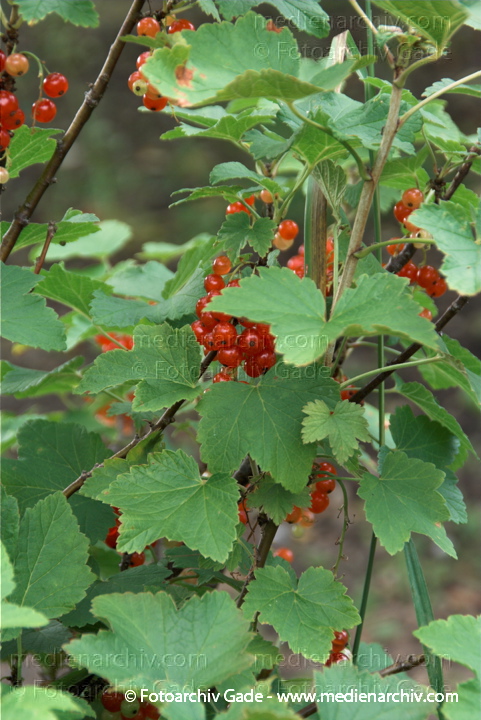 Strauch. Johannisbeeren (Ribes)
6. 7. 2010. Mecklenburg-Vorpommern. Carwitz. Flora. Pflanzen. Strauch. Sträucher. Johannisbeeren. Früchte. Frucht
Schlüsselwörter: 2010;Carwitz;Feldberger Seenlandschaft;Flora;Frucht;Früchte;Johannisbeeren;Mecklenburg-Vorpommern;Natur;Obst;Pflanzen;plants;Ribes;Strauch;Sträucher