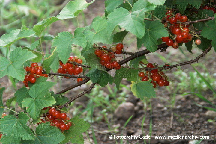 Strauch. Johannisbeeren (Ribes)
6. 7. 2010. Mecklenburg-Vorpommern. Carwitz. Flora. Pflanzen. Strauch. Sträucher. Johannisbeeren. Früchte. Frucht
Schlüsselwörter: 2010;Carwitz;Feldberger Seenlandschaft;Flora;Frucht;Früchte;Johannisbeeren;Mecklenburg-Vorpommern;Natur;Obst;Pflanzen;plants;Ribes;Strauch;Sträucher