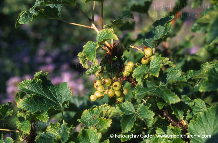 Strauch. Johannisbeeren (Ribes)
1997. Strauch. Johannisbeeren (Ribes) Obst. Früchte
Schlüsselwörter: 1997;Flora;Garten;Johannisbeeren;Natur;Obst;Pflanzen;plants;Ribes;Strauch;Sträucher
