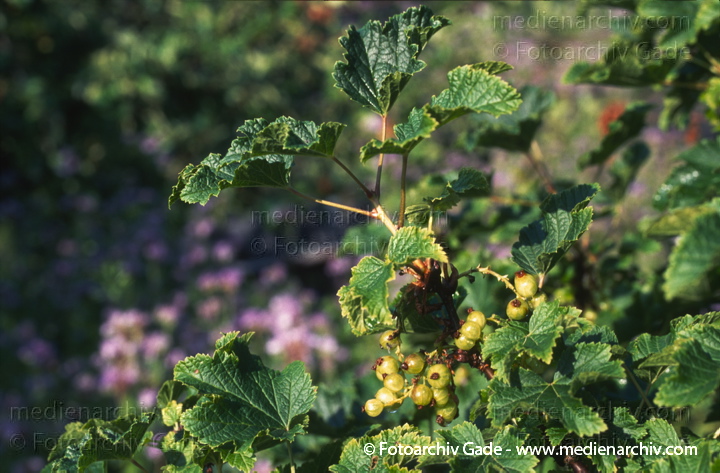 Strauch. Johannisbeeren (Ribes)
1997. Strauch. Johannisbeeren (Ribes) Obst. Früchte
Schlüsselwörter: 1997;Flora;Garten;Johannisbeeren;Natur;Obst;Pflanzen;plants;Ribes;Strauch;Sträucher