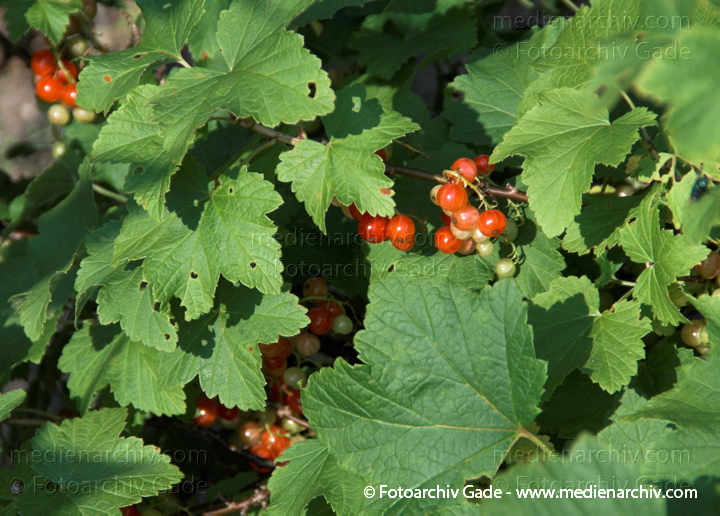 Strauch. Johannisbeeren (Ribes)
2. 7. 2010. Mecklenburg-Vorpommern. Carwitz. Flora. Pflanzen. Strauch. Sträucher. Johannisbeeren. Früchte. Frucht
Schlüsselwörter: 2010;Carwitz;Flora;Frucht;Früchte;Johannisbeeren;Mecklenburg-Vorpommern;Natur;Obst;Pflanzen;plants;Ribes;Strauch;Sträucher