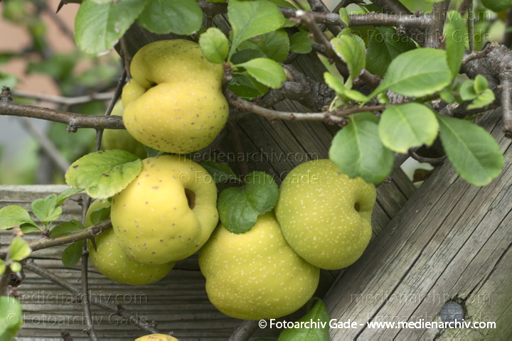 Quitte (Cydonia oblonga)
18. 9. 2010. Berlin. Flora. Pflanzen. Strauch. Gelbe Quitten. Obst. Frucht
Schlüsselwörter: 2010;Berlin;Cydonia oblonga;Flora;Frucht;Natur;Obst;Pflanzen;plants;Quitte;Quitten;Rehberge;Strauch;Sträucher;Wedding