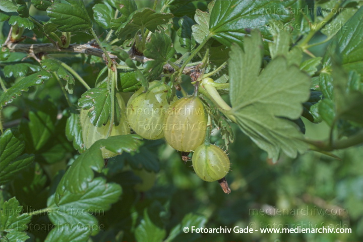 Stachelbeere (Ribes uva-crispa, Syn.: Ribes grossularia)
Juni 2005. Mecklenburg-Vorpommern, Carwitz. Flora. Pflanzen. Strauch. Stachelbeere (Ribes uva-crispa).   Stachelbeerengewächse (Grossulariaceae)
Schlüsselwörter: 2005;Flora;Mecklenburg-Vorpommern;Natur;Obst;Pflanzen;plants;Ribes grossularia;Ribes uva-crispa;Stachelbeere;Strauch;Sträucher