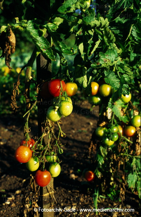 Tomate (Solanum lycopersicum)
1997.  Mecklenburg-Vorpommern. Flora. Pflanzen. Gemüse. Tomate (Solanum lycopersicum agg.).   Nachtschattengewächse (Solanaceae).
Schlüsselwörter: 1997;Flora;Gemüse;Mecklenburg-Vorpommern;Natur;Pflanze;Pflanzen;plants;Solanum lycopersicum;Strauch;Sträucher;Tomate