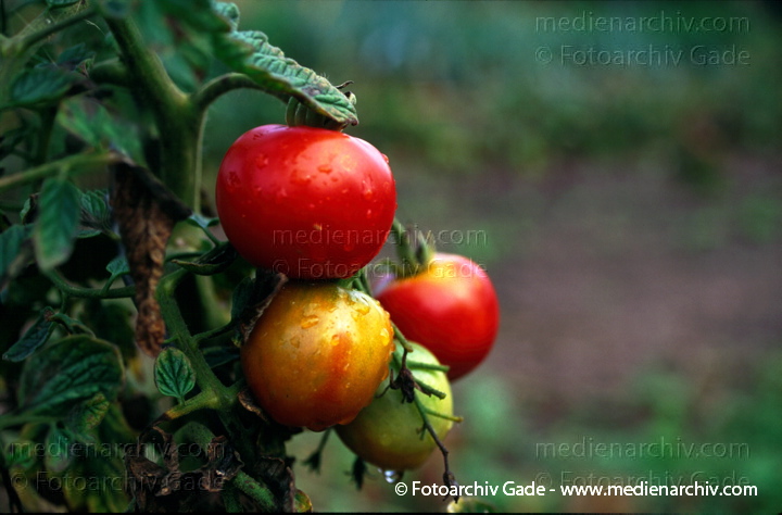 Tomate (Solanum lycopersicum)
1997.  Mecklenburg-Vorpommern. Flora. Pflanzen. Gemüse. Tomate (Solanum lycopersicum agg.).   Nachtschattengewächse (Solanaceae).
Schlüsselwörter: 1997;Flora;Gemüse;Mecklenburg-Vorpommern;Natur;Pflanze;Pflanzen;plants;Solanum lycopersicum;Strauch;Sträucher;Tomate