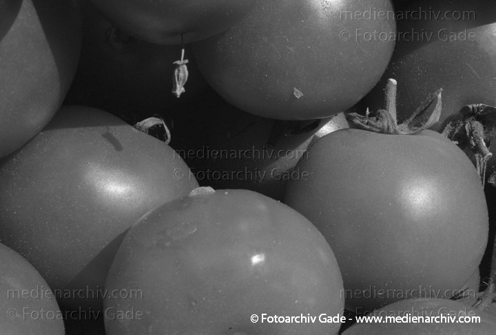 Tomate (Solanum lycopersicum)
Tomate (Solanum lycopersicum agg. ).  Nachtschattengewächse (Solanaceae).
Schlüsselwörter: Flora;Gemüse;Natur;Pflanzen;plants;Solanum lycopersicum;Strauch;Sträucher;Tomate