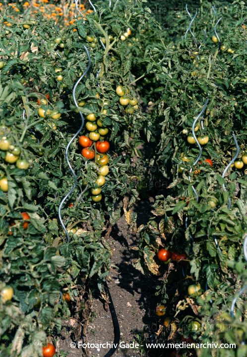 Tomate (Solanum lycopersicum)
1998.  Mecklenburg-Vorpommern. Flora. Pflanzen. Gemüse. Tomate (Solanum lycopersicum agg.).   Nachtschattengewächse (Solanaceae).
Schlüsselwörter: 1998;Deutschland;Flora;Gemüse;Mecklenburg-Vorpommern;Natur;Pflanzen;plants;Solanum lycopersicum;Strauch;Sträucher;Tomate
