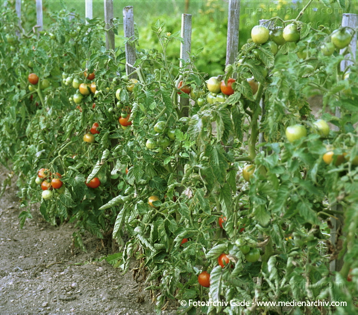 Tomate (Solanum lycopersicum)
August 2001.  Flora. Pflanzen. Gemüse. Tomate (Solanum lycopersicum agg.).   Nachtschattengewächse (Solanaceae).
Schlüsselwörter: 2001;Deutschland;Flora;Gemüse;Natur;Pflanzen;plants;Solanum lycopersicum;Strauch;Sträucher;Tomate