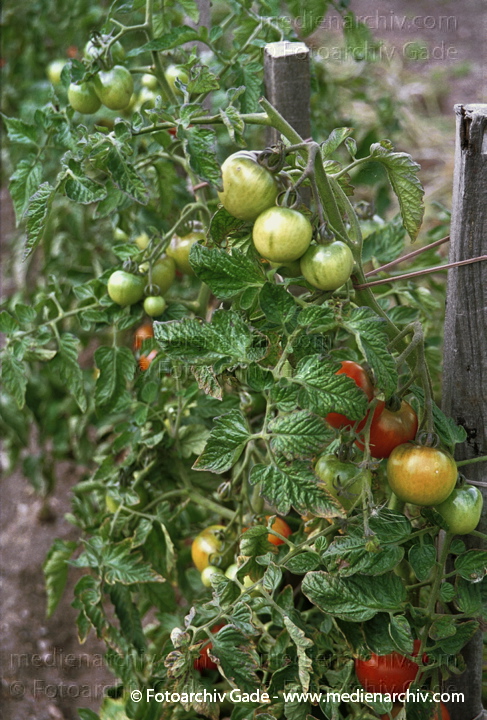 Tomate (Solanum lycopersicum)
August 2001.  Flora. Pflanzen. Gemüse. Tomate (Solanum lycopersicum agg.).   Nachtschattengewächse (Solanaceae).
Schlüsselwörter: Deutschland;Flora;Gemüse;Natur;Pflanze;Pflanzen;plants;Solanum lycopersicum;Strauch;Sträucher;Tomate