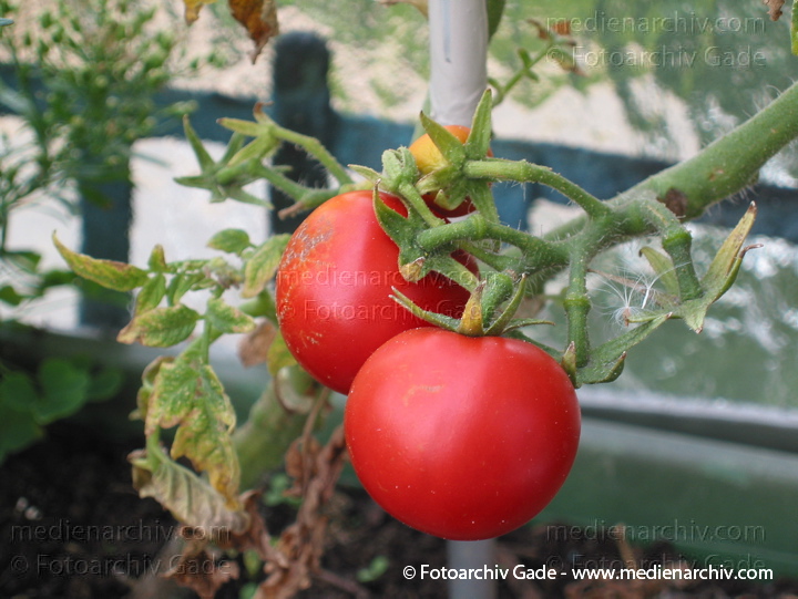 Tomate (Solanum lycopersicum)
10. August 2002. Berlin. Flora. Pflanzen. Tomate (Solanum lycopersicum agg.).   Nachtschattengewächse (Solanaceae).
Schlüsselwörter: 2002;Berlin;Flora;Gemüse;Natur;Pflanzen;plants;Solanum lycopersicum;Strauch;Sträucher;Tomate