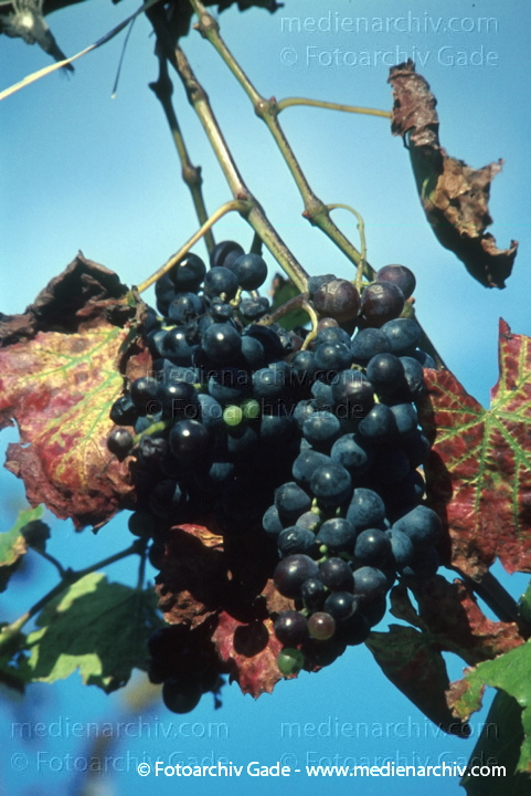 Weintrauben. Weinrebe
1950. 1960. Afrika  Marokko. Flora. Pflanzen. Weintrauben. Reben. Obst. Früchte.
Schlüsselwörter: 1950;1960;Afrika;Flora;Früchte;Marokko;Natur;Obst;Pflanze;Pflanzen;plants;Reben;Strauch;Sträucher;Weinrebe;Weintraube