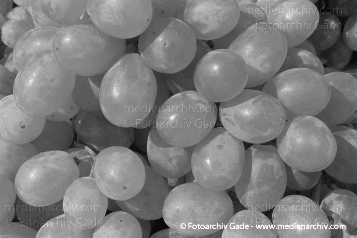 Obst. Weintrauben
1997. Flora. Pflanzen. Obst. Weintrauben. Weisse Weinrebe (Vitis vinifera agg.).   Weinrebengewächse (Vitaceae).
Schlüsselwörter: 1997;Flora;Natur;Obst;Pflanzen;plants;Weintrauben
