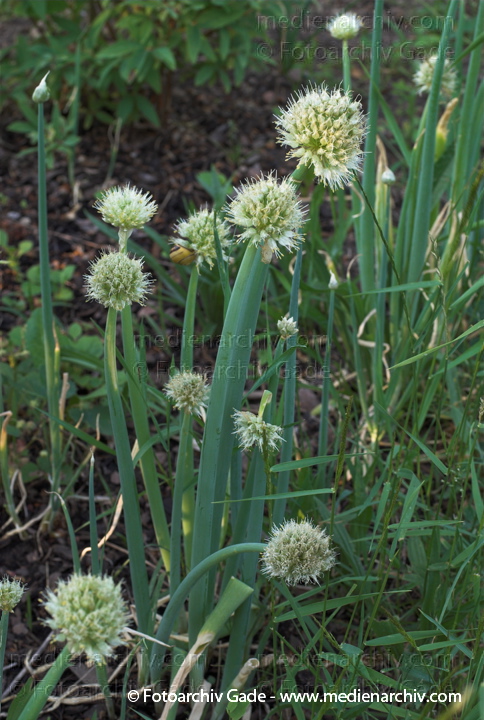 Zwiebel (Allium cepa)
7. Juni 2008. Mecklenburg-Vorpommern. Carwitz. Flora. Pflanzen. Zwiebeln in Blüte. Nutzpflanze.
Schlüsselwörter: 2008;Allium cepa;Carwitz;Feldberger Seenlandschaft;Flora;Gemüse;Mecklenburg-Vorpommern;Natur;Pflanzen;plants;Zwiebel