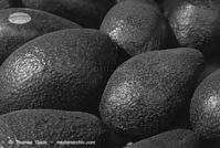 Flora-Avocado-1997-22.jpg