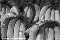 Flora-Banane-1997-31.jpg