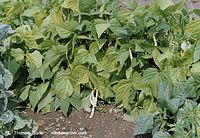 Dateiname=Flora-Bohnen-20020824-18.jpg
Dateigröße=303KB
Abmessungen: 720x499
hinzugefügt am: 01. April 2014 Flora-Bohnen-20020824-18.jpg
