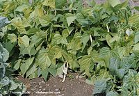 Flora-Bohnen-20020824-18.jpg