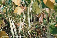Dateiname=Flora-Bohnen-20020824-30.jpg
Dateigröße=248KB
Abmessungen: 720x486
hinzugefügt am: 01. April 2014 Flora-Bohnen-20020824-30.jpg