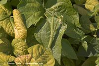 Dateiname=Flora-Bohnen-20060814-10.jpg
Dateigröße=225KB
Abmessungen: 720x480
hinzugefügt am: 01. April 2014 Flora-Bohnen-20060814-10.jpg