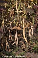 Dateiname=Flora-Bohnen-20060814-11.jpg
Dateigröße=243KB
Abmessungen: 480x720
hinzugefügt am: 01. April 2014 Flora-Bohnen-20060814-11.jpg