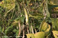 Dateiname=Flora-Bohnen-20060814-13.jpg
Dateigröße=233KB
Abmessungen: 720x480
hinzugefügt am: 01. April 2014 Flora-Bohnen-20060814-13.jpg