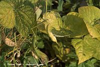 Dateiname=Flora-Bohnen-20060814-15.jpg
Dateigröße=191KB
Abmessungen: 720x480
hinzugefügt am: 01. April 2014 Flora-Bohnen-20060814-15.jpg
