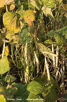 Dateiname=Flora-Bohnen-20060814-16.jpg
Dateigröße=266KB
Abmessungen: 480x720
hinzugefügt am: 01. April 2014 Flora-Bohnen-20060814-16.jpg
