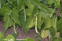 Dateiname=Flora-Bohnen-20060819-18.jpg
Dateigröße=220KB
Abmessungen: 720x480
hinzugefügt am: 01. April 2014 Flora-Bohnen-20060819-18.jpg