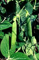 Dateiname=Flora-Erbsen-1997-01.jpg
Dateigröße=223KB
Abmessungen: 469x720
hinzugefügt am: 01. April 2014 Flora-Erbsen-1997-01.jpg