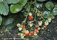 Flora-Erdbeeren-20020824-05.jpg