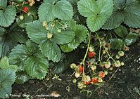 Flora-Erdbeeren-20020824-06.jpg