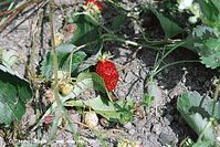 Flora-Erdbeeren-20020824-31.jpg