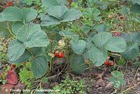 Flora-Erdbeeren-20070622-165a.jpg